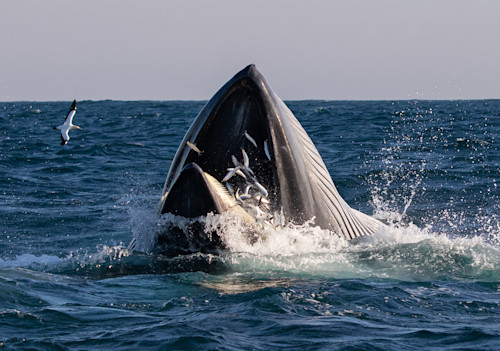 Budest whale   south africa dsmzbm