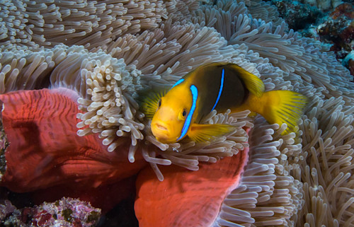 Clown anemonee fish wjiuyl