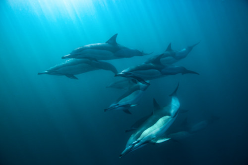 Dolphins vcvtgt