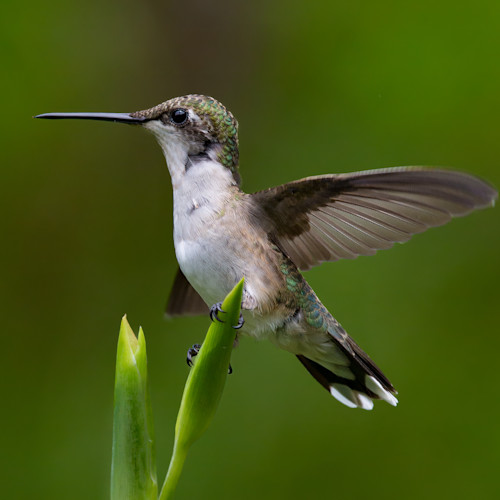 Hummingbird urxxfb