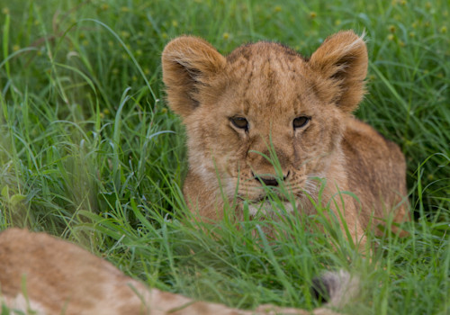 Lion cub vwpmct
