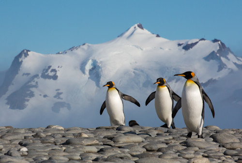 Penguin trio   antarctia ryx68o