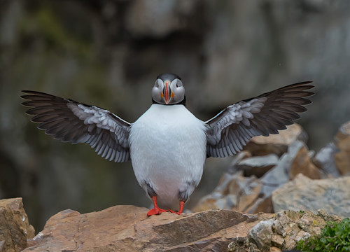 Puffin   norway mo6sgn