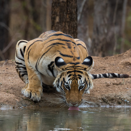 Tiger drinking   india gufiqd