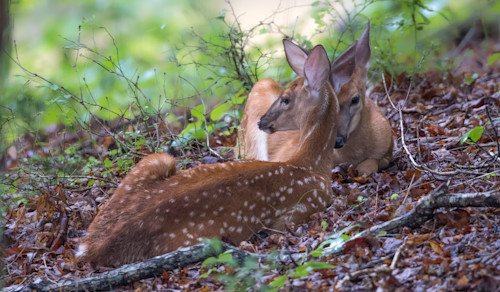 Two deer resting safkcx