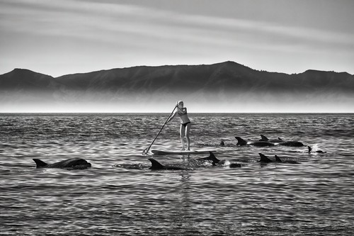Jkp14 5676 paddle boarder with dolphins 4 gigapixel low res width 12239px podkay