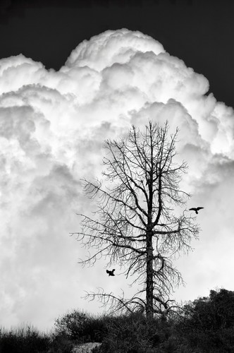 Jkp22 7389 dead tree with ravens gigapixel low res height 12100px mmhjgy