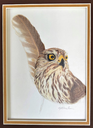 Art bird in its feather coopers hawk nbkg3i