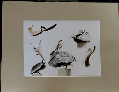 Plethera of pelicans matted print optzcr