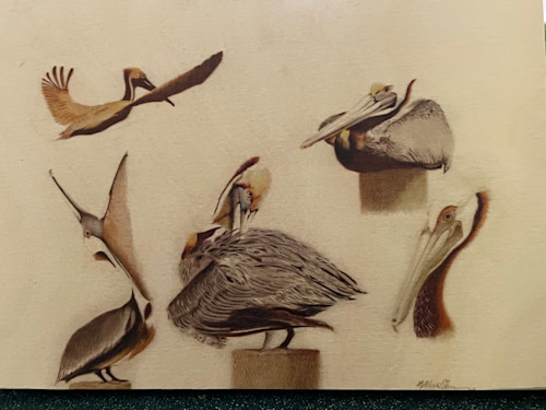 On wood plethera of pelicans q9ujpq