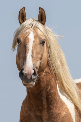 Carolwalkerapollocloseup48x72 cmo687
