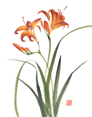 8.5x11 available tiger lily qpb77o
