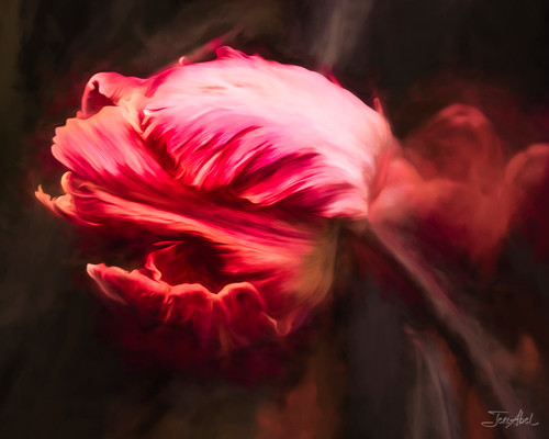 Rosey red rembrandt tulip xg2rsj