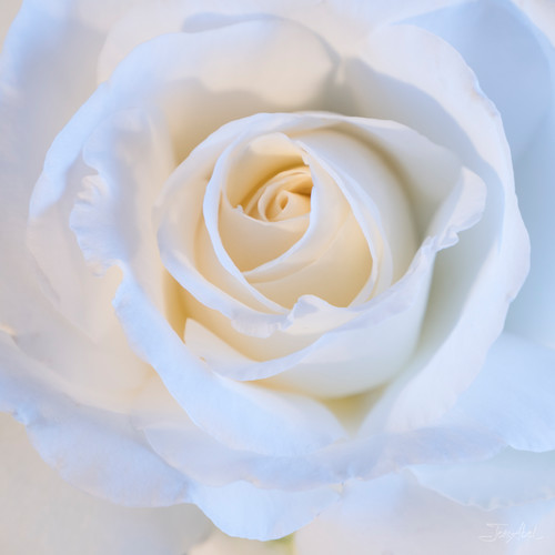 Pure white rose 2 pp4vej