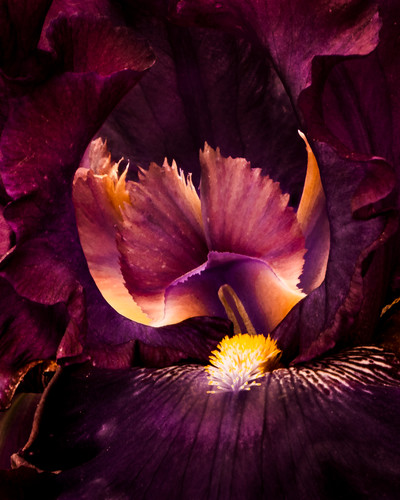 Flames within burgundy iris pliqjt