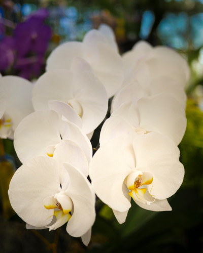 White orchids and stained glass at9p6w