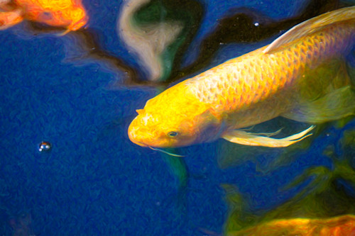Koi pond fish   taking aim   by omaste witkowski liccqr