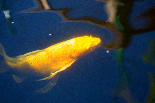 Koi pond fish   golden desires   by omaste witkowski tiicuy