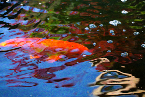 Koi pond fish   random pleasures   by omaste witkowski yc9hcs