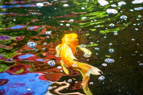 Koi pond fish   colorful surprises   by omaste witkowski cexlch