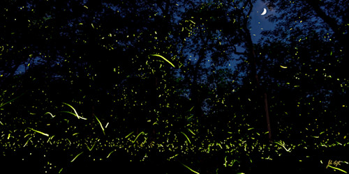 Fireflies under crescent moon no. 2 pryor oklahoma 24x48 gfmxiz