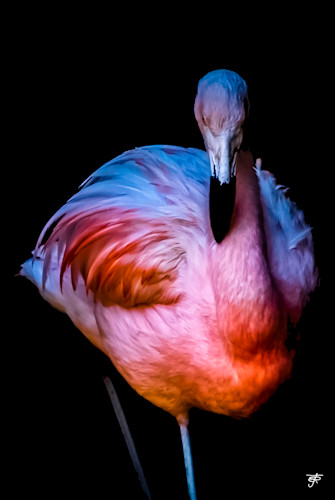 Fabulous flamingo lm7tla