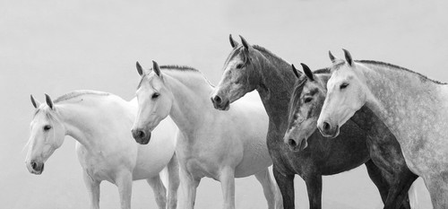 Carolwalkerfivespanishmares vl4opw