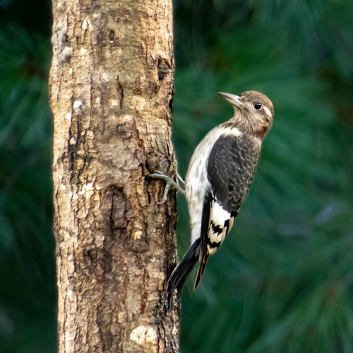 A juvenile woodpecker chzdvq