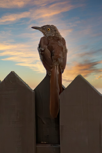 The state bird of georgia b6snrg
