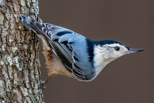 The white breasted nuthatch hnamhc