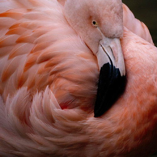 Tangerine ball of fluff g8pvoo