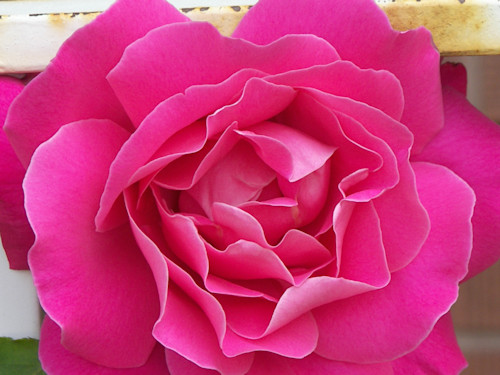 Ravishing roses 3 nizkb2