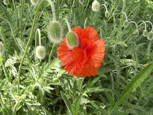 Pretty poppies and seed pods cwehav