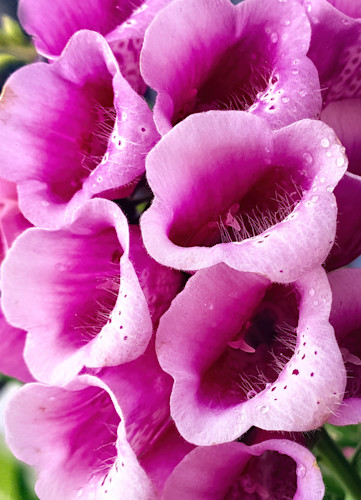 Digitalis 185345 ynwoli
