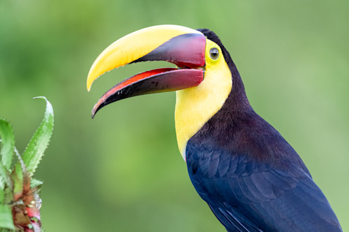 Black mandible toucan vl9epz