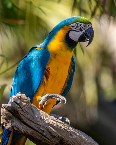 Blue and yellow macaw hxknlm
