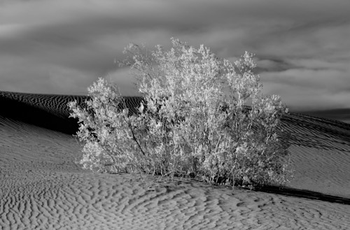 Mesquite dunes 2 zlrvug