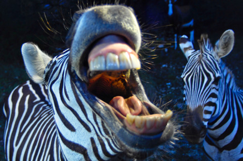 Fossil rim 3563 ebye9a