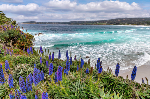 Pacific grove beach with blue flowers california pxasw3