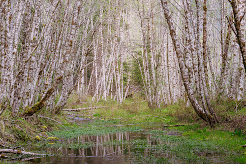 Spring forest cispus valley washington 2022 f2fndx