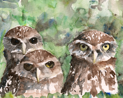 Burronwing owls qdvyhz