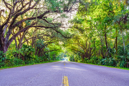 Street view of trees in gainvesville fl wtlnwc