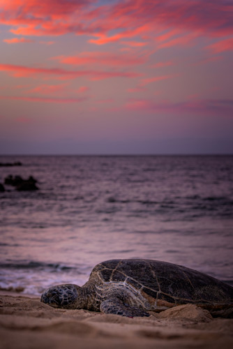 Maui turtle ll193 ddelnj