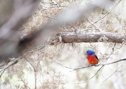 A painted bunting sfmsmc