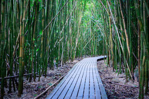 Bamboo forest ll140 1 qx9mnj