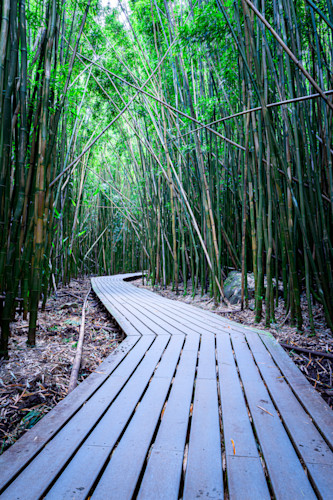 Bamboo forest vertical ll146 1 awz9ee