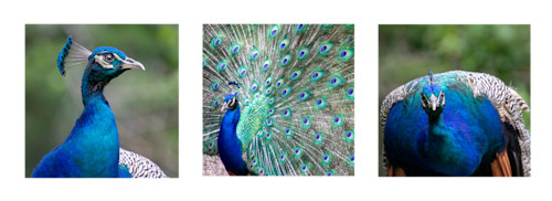 Peacock trio sfwmuz