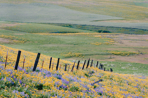 Spring wildflowers fenceline columbia hills washington 2014 kdwbsa