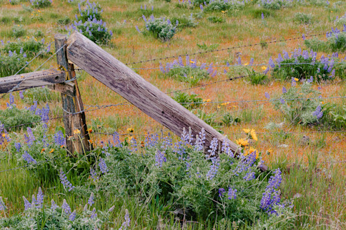 Old fence post columbia hills washington 2014 wnobe2