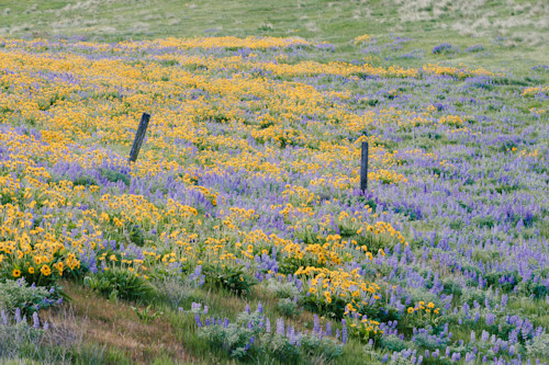 Spring wildflowers columbia hills washington 2014 qdweye